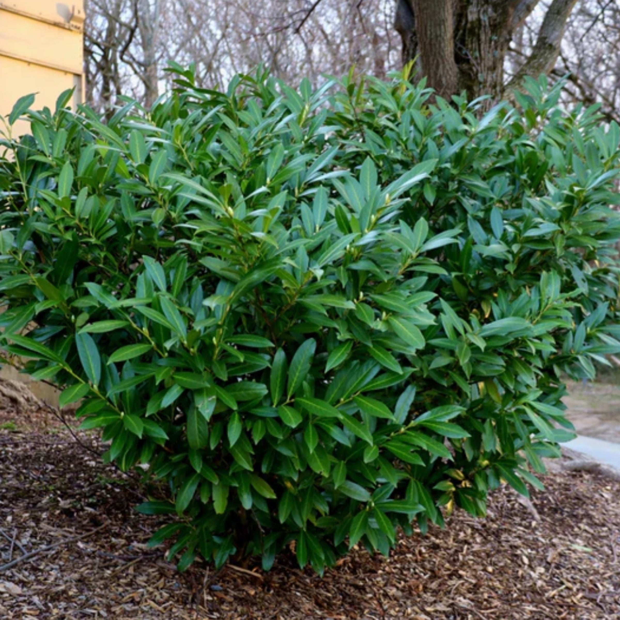 Cherry laurel Otto luyken 24” | A1 Farms Cherry laurel Otto luyken 24” | A1 Farms
